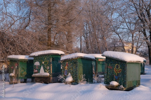 Wallpaper Mural Green wooden beehives covered with snow on a winter day in countryside. Buildings amnog trees in village in background. Torontodigital.ca