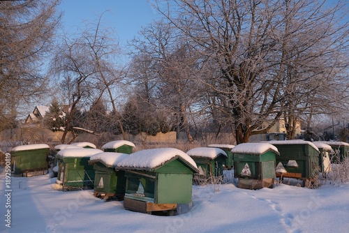 Wallpaper Mural Green wooden beehives covered with snow on a winter day in countryside. Buildings amnog trees in village in background. Torontodigital.ca