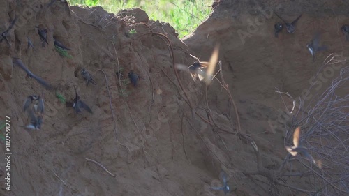 Sand martins (Riparia riparia)  fly to their nests on a sandy shore.  Slow motion