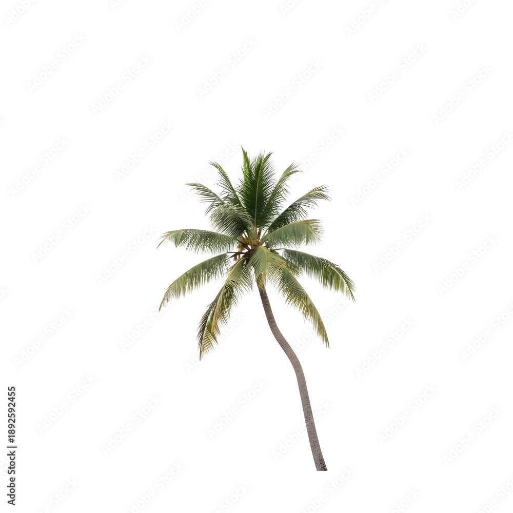 Obraz premium Palm tree isolated on a white background, representing tropical nature and summer themes.