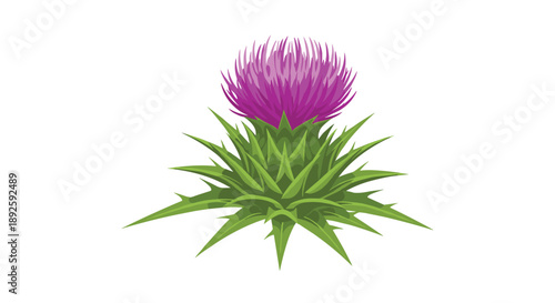 Close Up View of a Blooming Purple Thistle Head with Dense Green Prickly Base on White Background