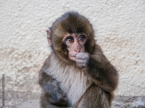 Canvas-taulu baby monkey looking at something