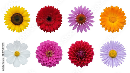 Flower head set including sunflower, gerbera, coneflower, calendula, cosmos, zinnia, dahlia, and aster isolated. Colorful floral collection for design and decoration.