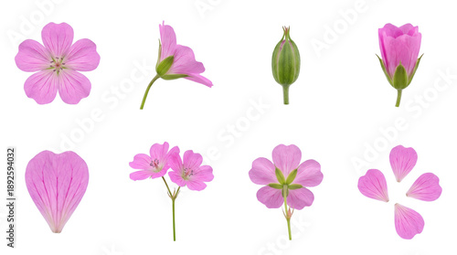 Pink geranium flower set including front view, side profile, bud, and individual petals isolated. Botanical floral collection for gardening and wedding design.
