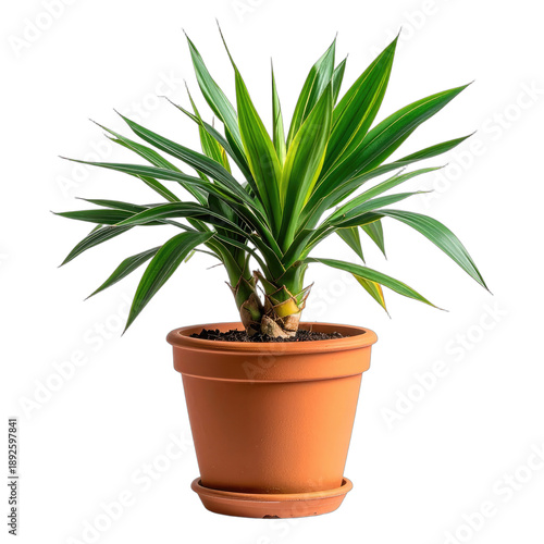 Wallpaper Mural A vibrant variegated Dracaena or similar tropical houseplant in a terracotta pot against a black background. Torontodigital.ca