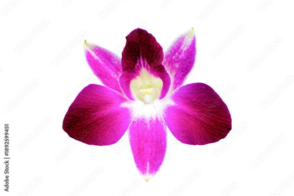 Fototapeta premium orchid isolated on white background