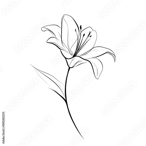 Minimalist black and white line art illustration of a single lily flower and stem