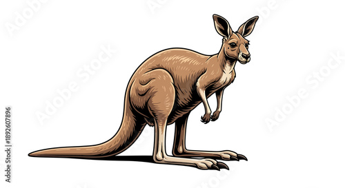 Illustration of a kangaroo in a standing position on a white background