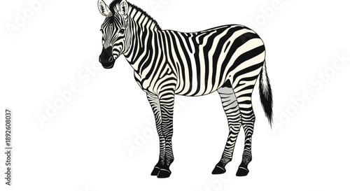 Isolated black and white zebra standing on plain white background, viewed from the side.