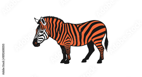 An orange and black zebra standing alone in a plain white background, viewed from the side.