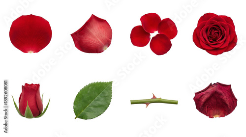 Red rose set including flower buds, petals, green leaf, and thorny stem isolated. Floral design elements for romantic and botanical themes.