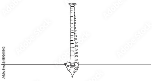 Human Spine and Pelvis in Continuous Line Art,Continuous Line Drawing of Human Spine Anatomy,Minimalist Continuous Line Drawing of Human Spine