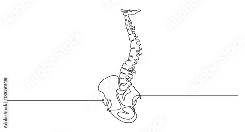 Human Spine and Pelvis in Continuous Line Art,Continuous Line Drawing of Human Spine Anatomy,Minimalist Continuous Line Drawing of Human Spine