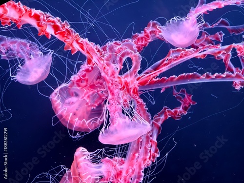 Pink jellyfish floating in dark water with glowing tentacles