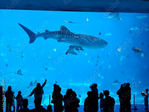 Visitors observe a whale shark and other marine life in a large aquarium tank