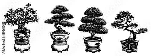 Set of four ornamental bonsai trees in decorative ceramic pots for garden design