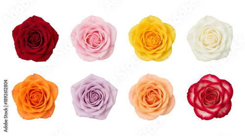 Rose flower head set including red, pink, yellow, white, orange, lavender, peach, and bicolor variants isolated. Floral collection for wedding decor and gardening.