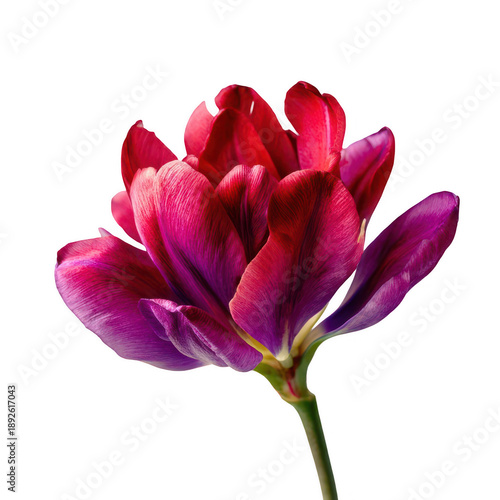 Pink Purple Tulip Flower Closeup isolated on a transparent background