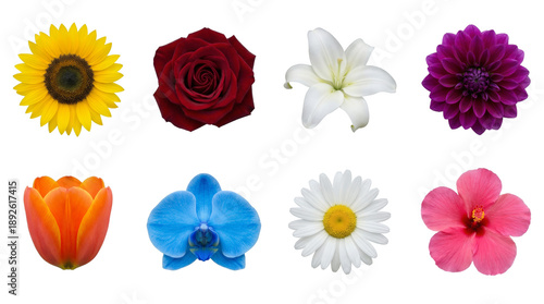 Floral collection set including sunflower, rose, lily, dahlia, tulip, orchid, daisy, and hibiscus isolated. Colorful garden flower species assortment.