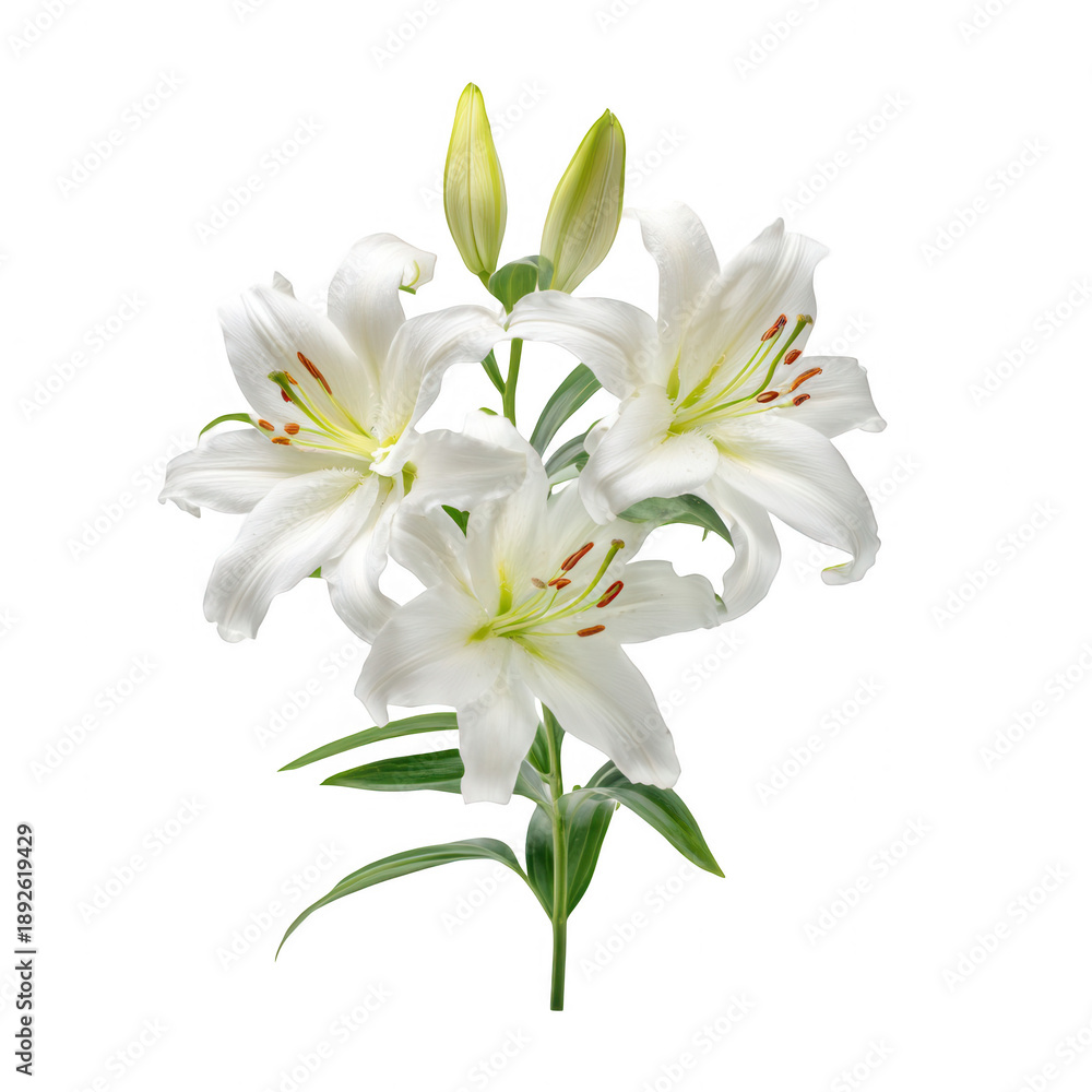 Fototapeta premium White Lilies with Green Leaves isolated on a transparent background