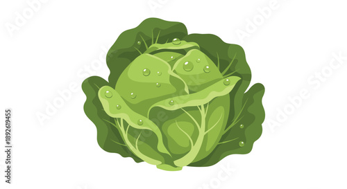 Fresh Green Cabbage Head With Crystal Clear Water Droplets Isolated On A Clean White Background.