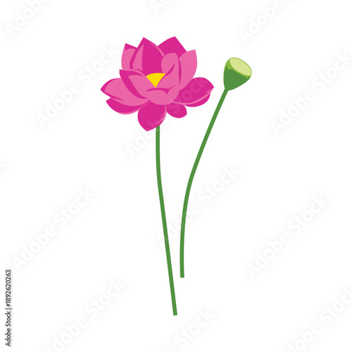 Fotografie Illustration of a pink lotus flower and a green bud on long stems against a white background
