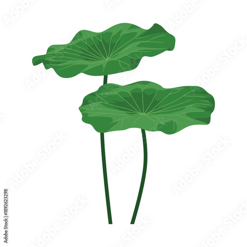 Illustration of two green lotus leaves on long stems against a white background with a simple graphic style.