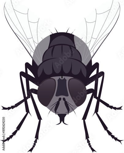 Close-up illustration of a black fly with detailed wings and body against a white background.