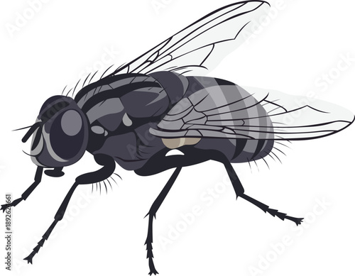 Detailed illustration of a black fly with transparent wings on a white background.