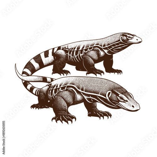 Detailed illustration of two lizards in brown and white