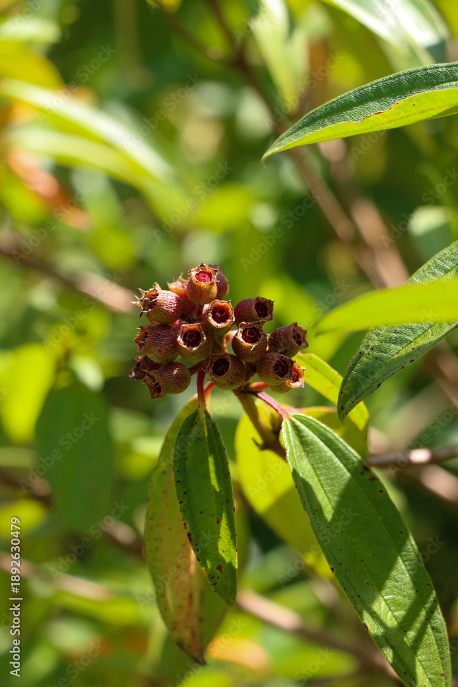 Obraz premium close up of a cherry