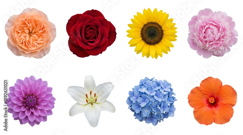 Flower blossom collection set including rose, sunflower, peony, dahlia, lily, hydrangea, and hibiscus isolated. Botanical floral elements for design and decoration.