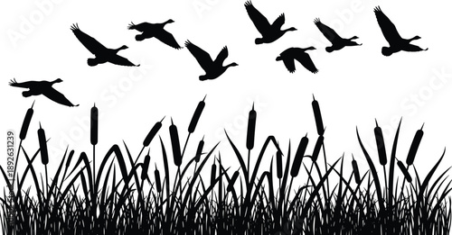 Black Silhouette of Wild Geese Flying Over Marshland Grass and Cattails at Sunset Isolated on White Background for Nature Conservation and Wildlife Design