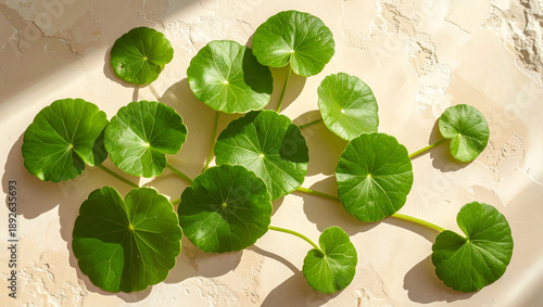 Green Gotu Kola leaves flat lay on texture background, organic skincare concept