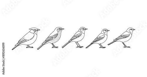 Evolutionary stages of bird drawings: sketch to detailed artwork progression