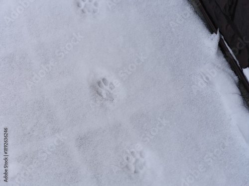 Cat paw prints on a white snow near house wall