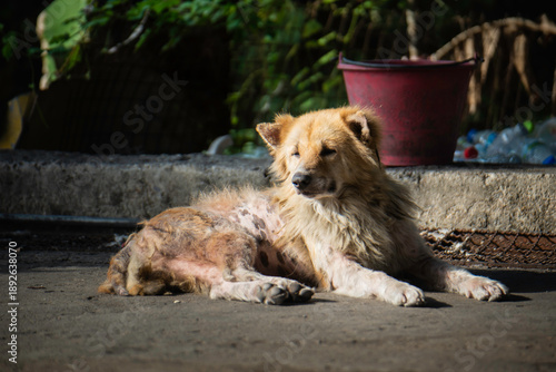 Obraz na plátně A stray brown dog with visible skin issues lying down on the ground in a sunlit outdoor area near a red plastic bucket