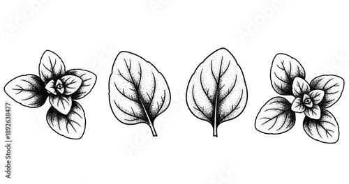 Hand-drawn black and white botanical illustration of leaves and flowering plants