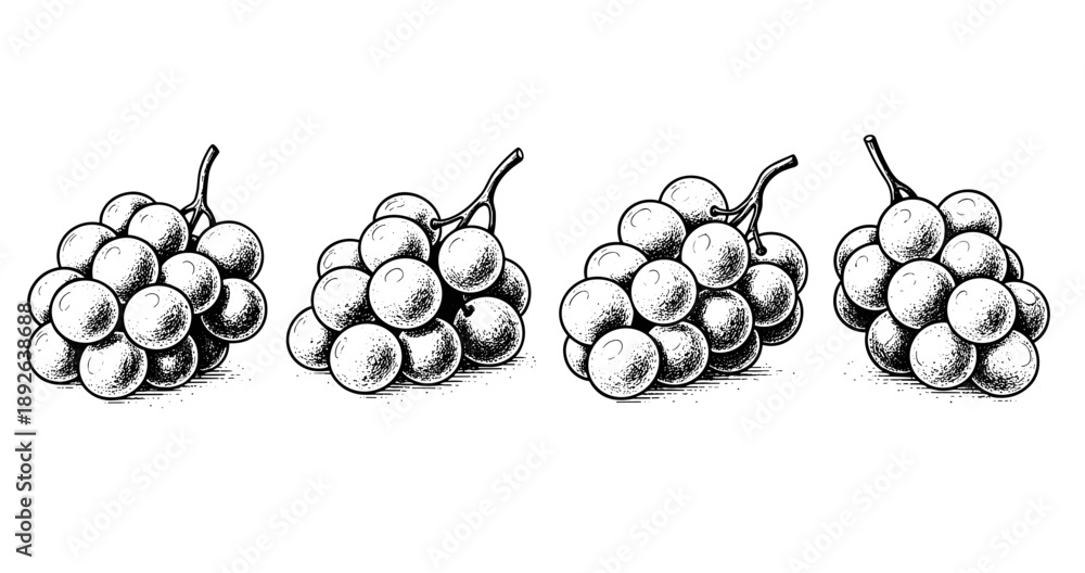 Fototapeta premium Vintage black and white illustration of grapes on a stem