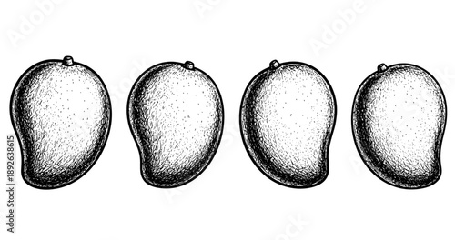 Vintage mango illustration in black and white with four detailed sketches