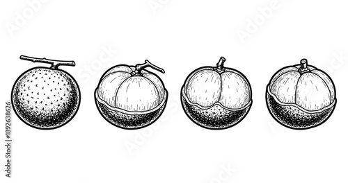 Monochrome botanical illustration of mangosteen fruit with cross-section view