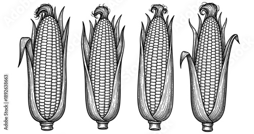 Engraved illustration of corn cobs in detailed black and white line art style