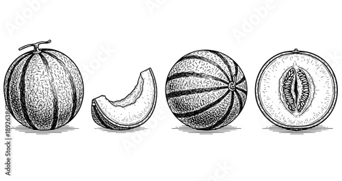 Hand-drawn melon illustrations: whole, slice, and halved variants in black and white