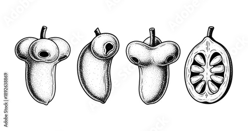 Monochrome botanical illustrations of unusual fruit variety on white background.