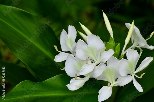 ハナシュクシャの花　キューバの国花　ジンジャーリリー　沖縄県