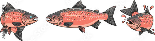 Detailed salmon fish illustration set showing different views, fresh seafood animal design, and hand drawn aquatic vector art