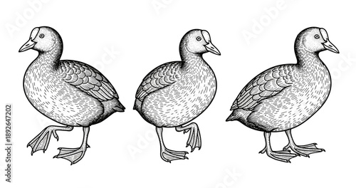 Detailed black and white duck sketches with intricate feather patterns
