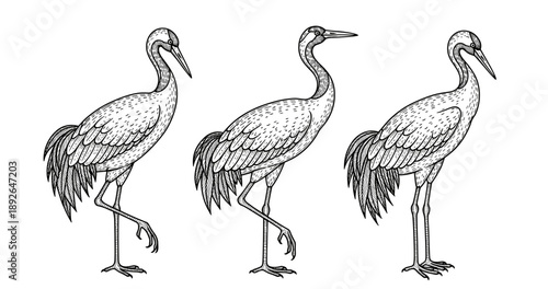 Three graceful cranes in detailed black and white illustration