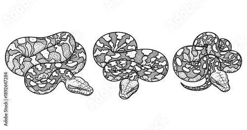 Detailed black and white illustrations of three coiled snakes in ink style
