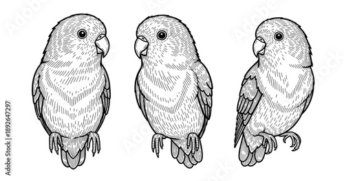 Detailed black and white parrot illustrations: trio of lovebirds